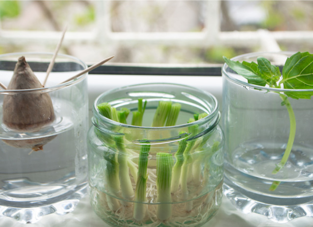 Growing green onions scallions, basil and avocado from scraps by propagating in water in a jar on a window sill