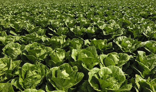 Photo of a field of lettuce